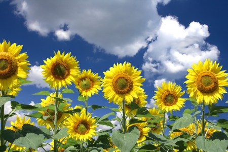 Sunflowers group on blue Skyの写真素材