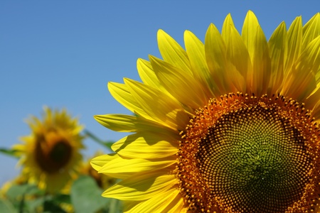 Sunflowers group on blue Skyの写真素材