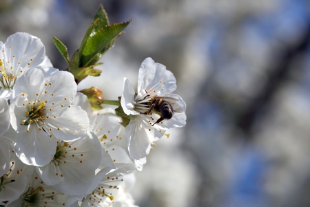 Branch of a cherry tree in a blossoming gardenの写真素材