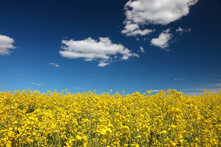 Blooming canola fields with a hedge in betweenの写真素材