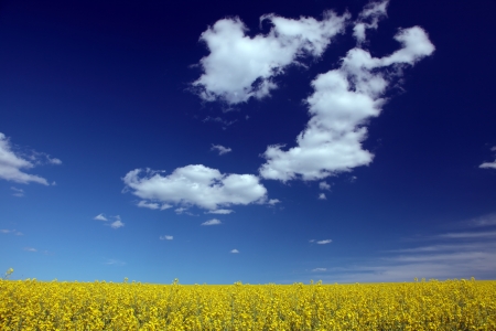 Blossoming field rape against the blue skyの写真素材