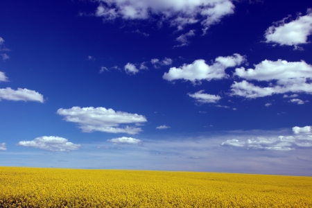Blooming canola fields with a hedge in betweenの写真素材