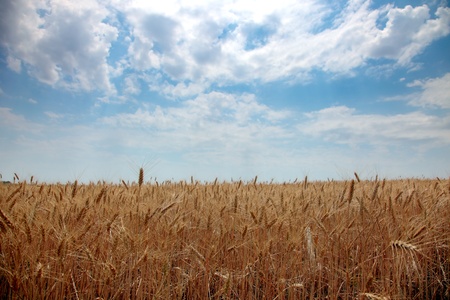 Wheat stalk on blue skyの写真素材