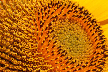 Beautiful sunflower close upの写真素材