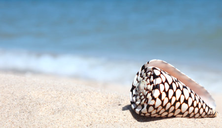 Beautiful seashell on the beach