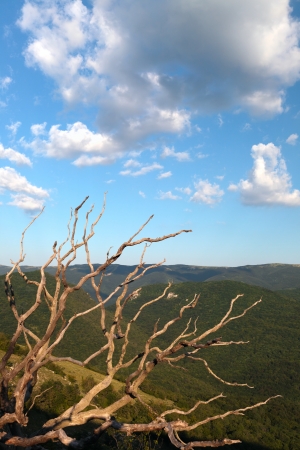 Silhouette of a dried tree on blue sky backgroundの写真素材