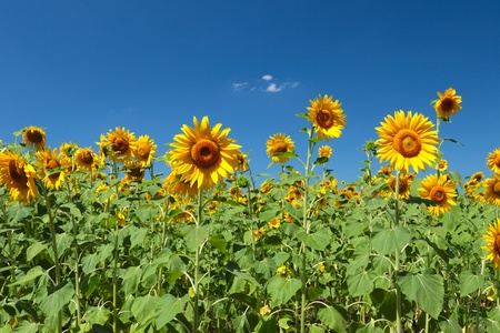 Sunflowers group on blue Skyの写真素材