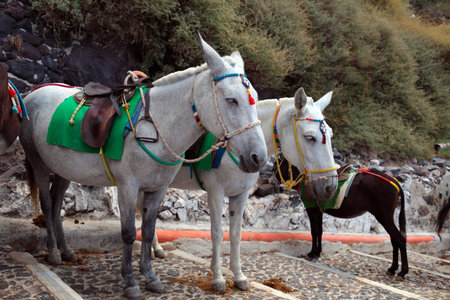 Touristic donkeys in the island of Santoriniの写真素材