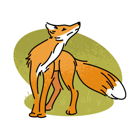 Flat vector illustration of a red fox. Wild forest animal isolated on white background. Carnivorous mammal, wildlife, fox.のイラスト素材