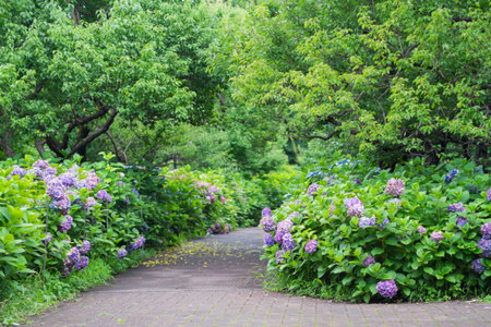 Paths of the Fuchu city regional forest Museum