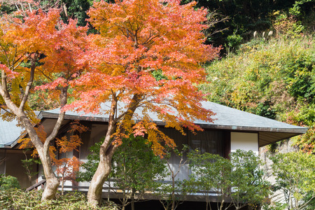 The maple which changes colorのeditorial素材