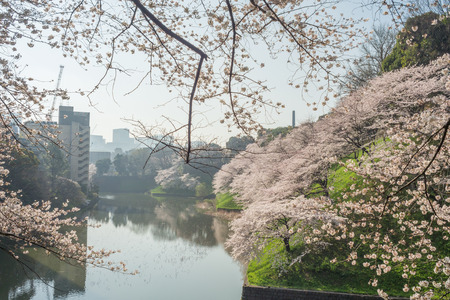 Spring cherry blossoms in Ushigafuchi, Tokyoのeditorial素材