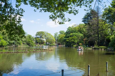 The Fresh green trees in Zenpukuji park, Tokyoのeditorial素材