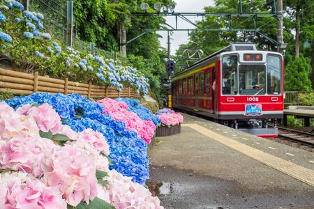 Hydrangea and Hakone Tozan Railwayのeditorial素材