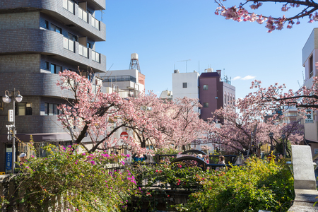 Atami Sakura / Early Cherry Blossomsのeditorial素材