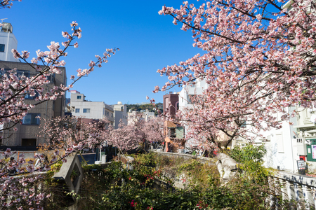 Atami Sakura / Early Cherry Blossomsのeditorial素材