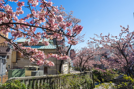 Atami Sakura / Early Cherry Blossomsのeditorial素材