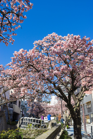 Atami Sakura / Early Cherry Blossomsのeditorial素材