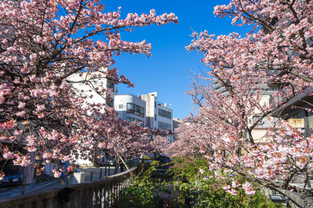 Atami Sakura / Early Cherry Blossomsのeditorial素材