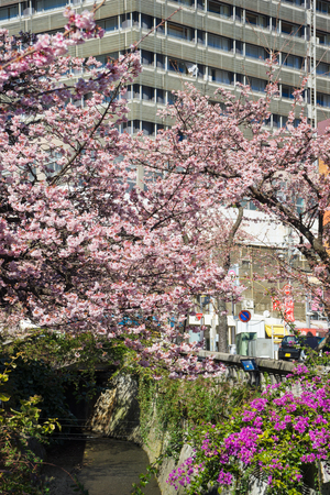 Atami Sakura / Early Cherry Blossomsのeditorial素材