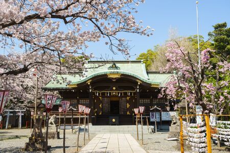 Cherry blossoms at Numazu Hie Shrineのeditorial素材