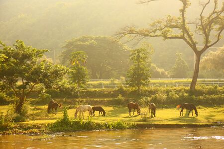 Horses eating grassの写真素材
