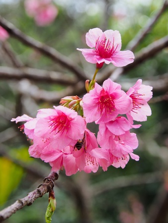 Pink sakuraの写真素材