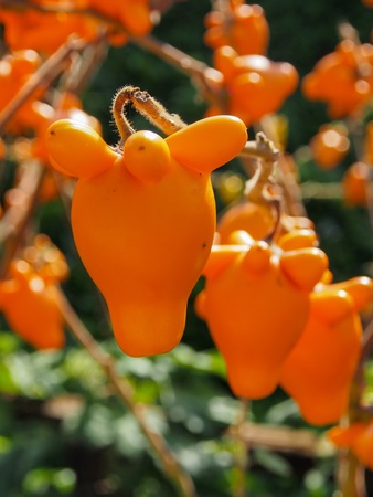 Nipple fruitsの写真素材