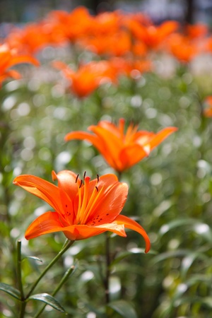 Orange lily flower background の写真素材