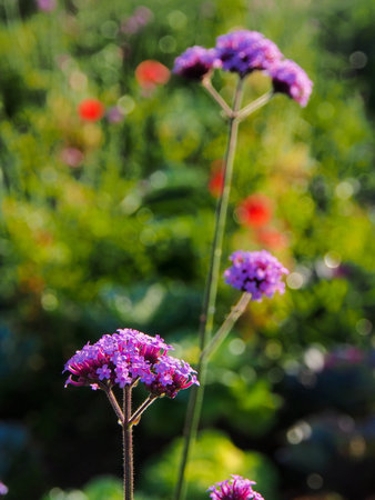 Verbena flowers under a sidelight scene 