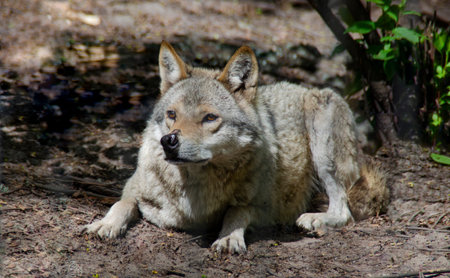 Gray wolf in the forest, Canis lupus signatus