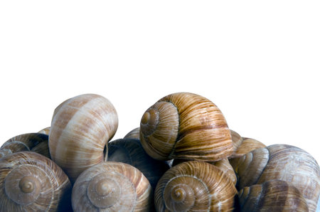 Group of snails isolated on white background. Clipping path included.の写真素材