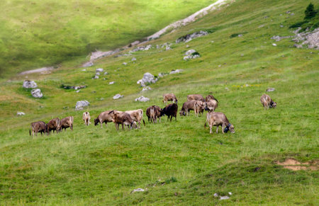 Herd of cows grazing in the alpine meadows in summerの写真素材
