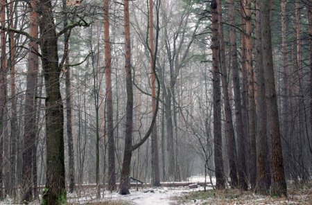 Foggy winter forest with bare trees and snow on the groundの写真素材