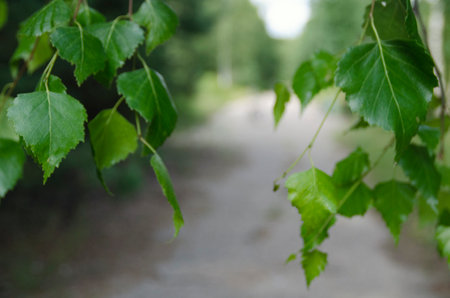 Green birch leaves on the background of the forest road in summerの写真素材