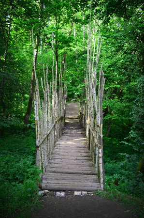 Wooden bridge in the green forest. Beautiful summer landscape. Nature.