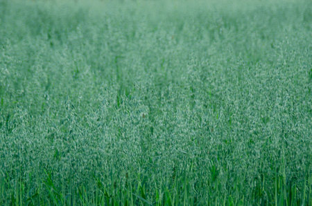 Green field of oats in the morning light, soft focus background.の写真素材