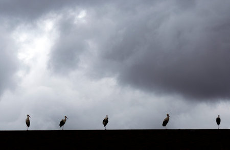 A flock of birds on a stormy day