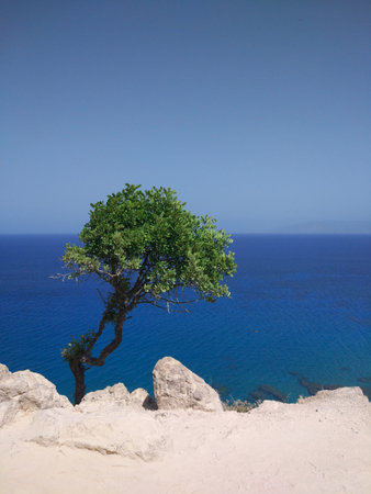 Lonely tree on the coast of the island of Rhodes, Greece