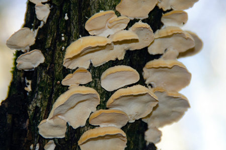 White mushrooms growing on a dead tree in the forest, close-up