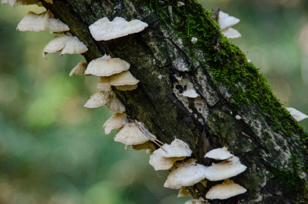 Mushrooms growing on a dead tree in the forest. Selective focus.