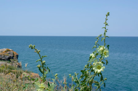 White hollyhock, Alcea rosea, on the coast of the Baltic Seaの写真素材