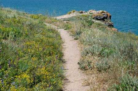 Path to the sea with wildflowers and blue sky in backgroundの写真素材