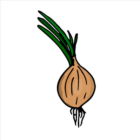 Onion. Vector illustration. Isolated on a white background.のイラスト素材