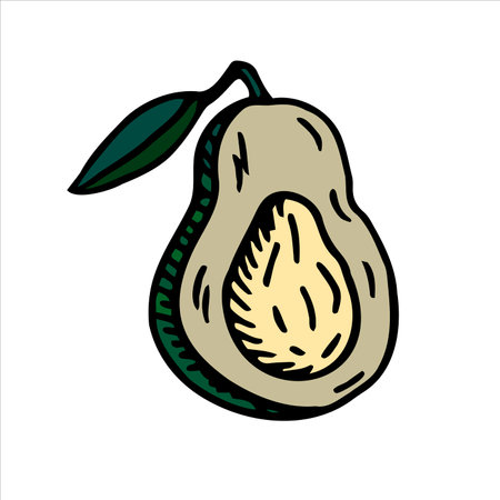 Avocado hand drawn doodle. Vector illustration. Isolated on white background.のイラスト素材