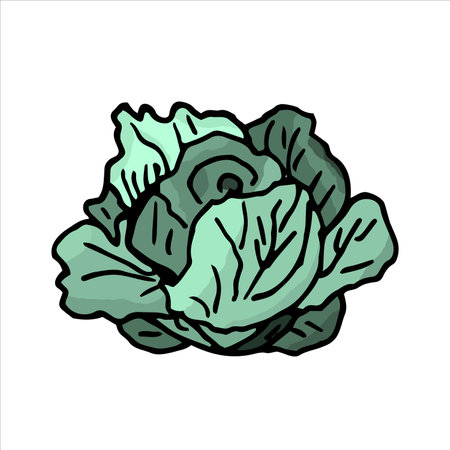 Cabbage. Hand drawn vector illustration. Isolated on white background.のイラスト素材
