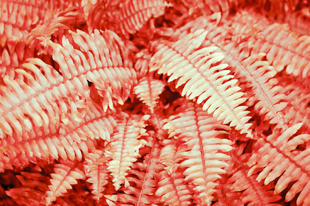 A Fern close up, texture, background. Perfect natural patternの写真素材