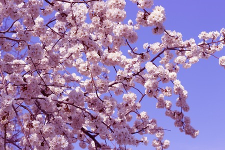 Flowering sakura branches against the blue sky. Spring background.の写真素材