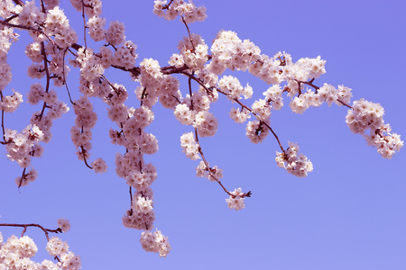 Flowering sakura branches against the blue sky. Spring background.の写真素材