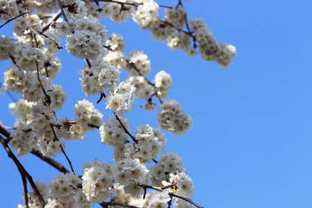 Flowering sakura branches against the blue sky. Spring background.の写真素材